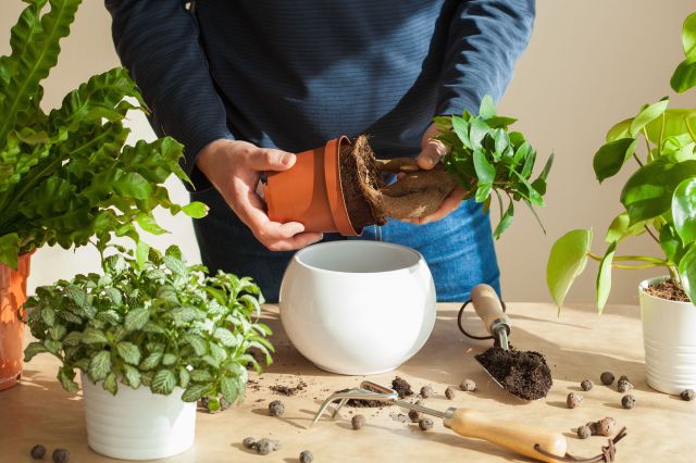 The Ultimate Guide to Selecting the Right Pot Size for Your Plants