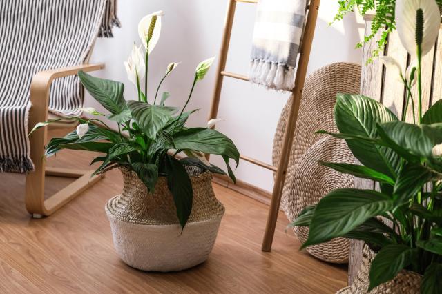 Low Maintenance: 5 Indoor Plants Perfect for Shady Corners