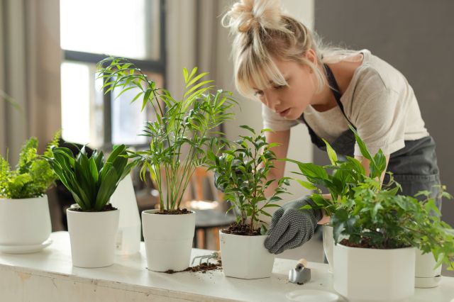 What Every New Plant Parent Needs to Know About These 5 Common Pitfalls