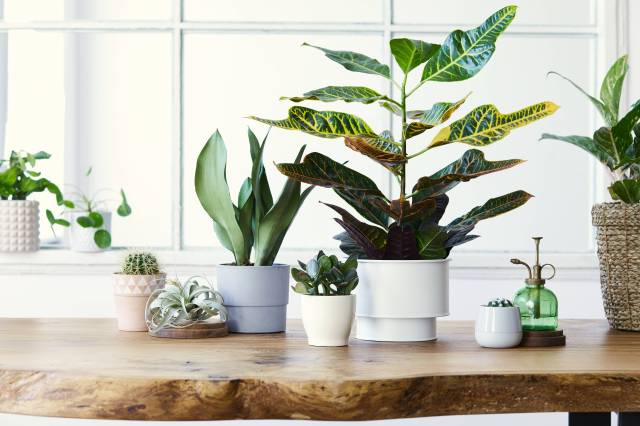Exploring Exotic Tropical Plants That Thrive in Warm, Moist Settings