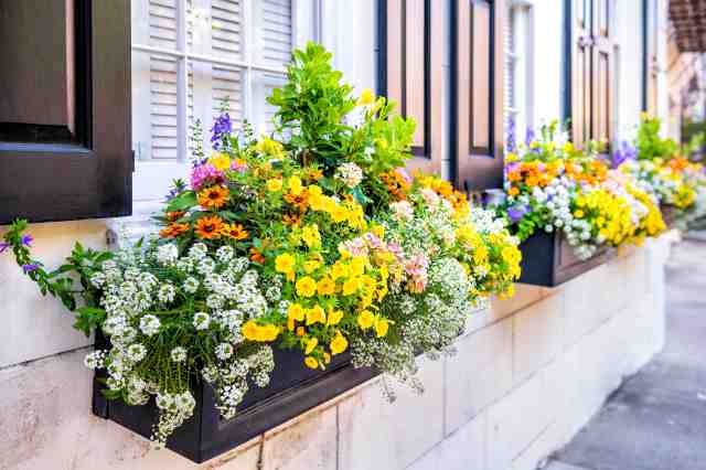 Step-by-Step Planning for Harmonious Height and Color Combinations in Planters